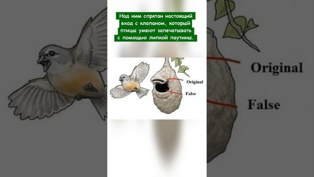 Какие птицы строят гнёзда с ложным входом для хищников? смотреть онлайн