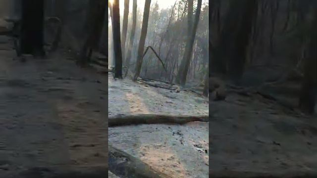 Протопоповская роща, Оренбург. смотреть онлайн