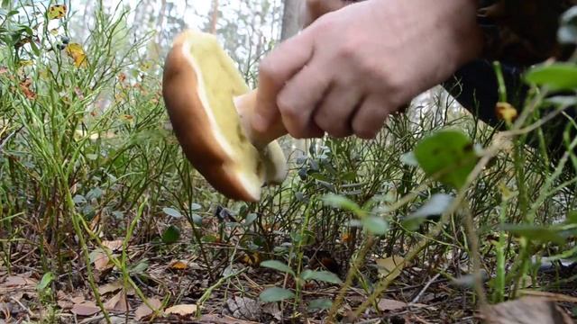 Гриб Боровик