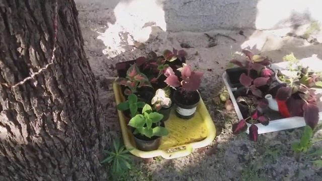2 августа 2021 г. Клумба с колеусами. смотреть онлайн