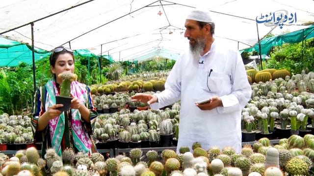 Pakistan Me Cactus Plant Ki Sab Se Bari Nursery - Dilkash Plant Ki Kimat Jan Kar Heran Ho Jayenge смотреть онлайн
