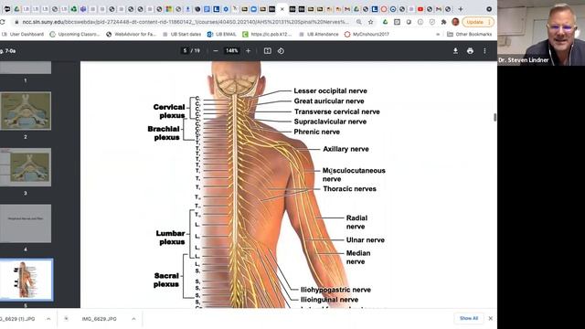 Spinal cord from torso view, Flat Stanley Peripheral Nerves, Neuron and Reflex arc смотреть онлайн