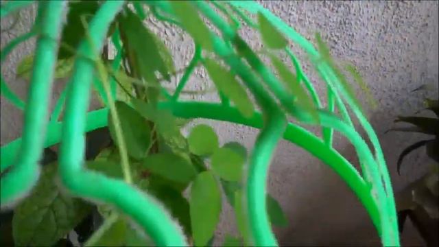 PPG-25 || DIY Aparajita Topiary💙 | Clitoria Ternatea Umbrella Topiary☂️ смотреть онлайн