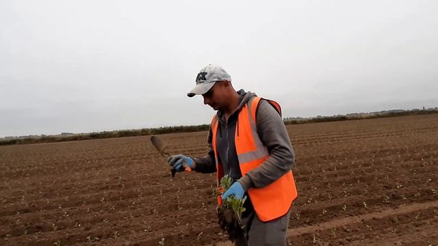 посадка капусты в Англии смотреть онлайн