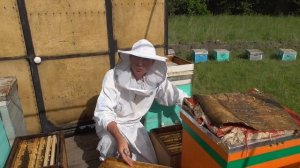 Поддержка пчелосемьи в активном состоянии .Мёд с желтой акации и шиповника.