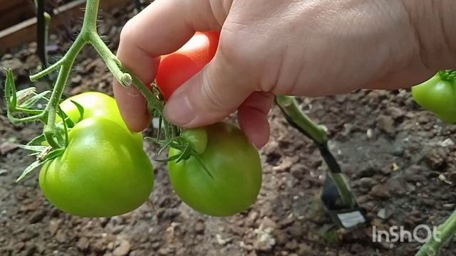 Томат БЛАГОВЕСТ F1 - гибрид смотреть онлайн