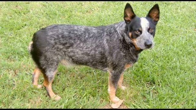 Австралийская короткохвостая пастушья собака смотреть онлайн