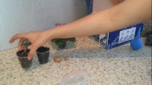 Как разбудить клубень глоксинии после зимовки