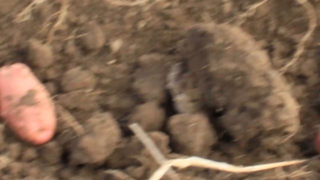 Картофелекопалка смотреть онлайн