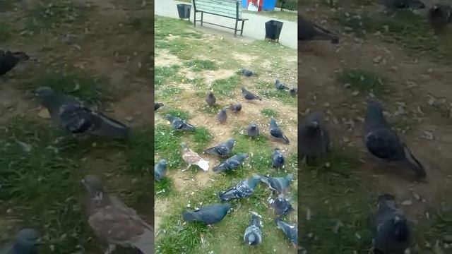 Коричневый голубь пойман ! смотреть онлайн
