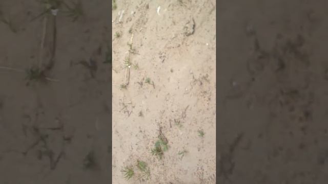 Птенец чайки начало смотреть онлайн