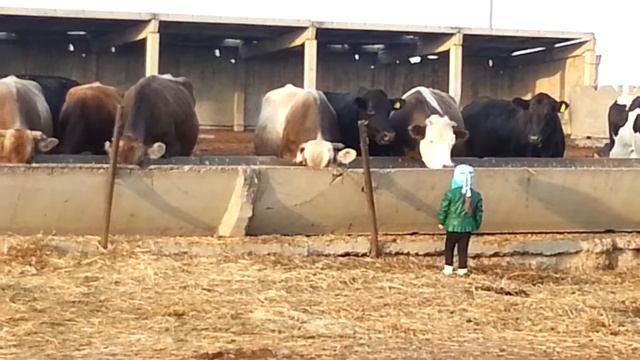 дай шоколадку смотреть онлайн