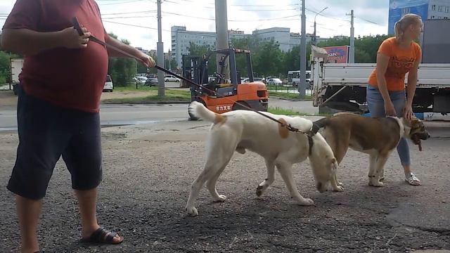Бугай Алабай Якут. Кш Кш Кш смотреть онлайн