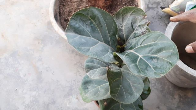 बेस्ट इंडोर पौधा || fiddle leaf fig/ficus lyrata plant || repotting || soil mix || care tips смотреть онлайн