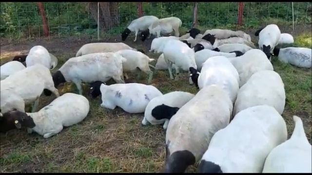 Стрижка овец Дорпер. Как и зачем. Что делаем с шерстью. смотреть онлайн