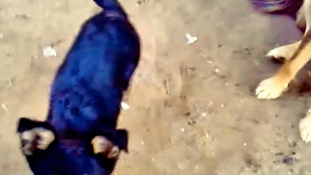 Маленькие обитатели Волги 4 смотреть онлайн