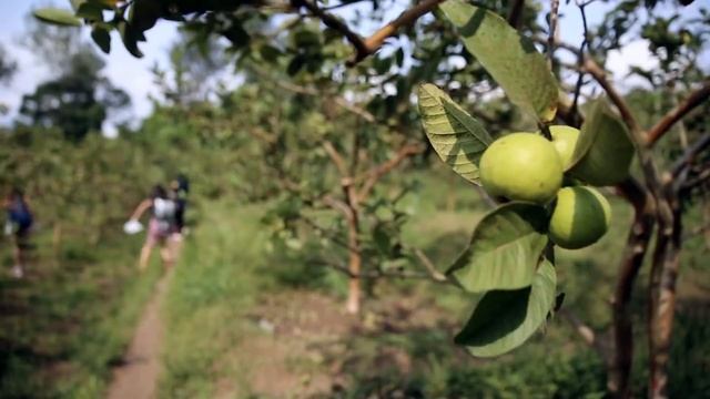 Discover Indonesia: Explore Surabaya With The Smart Local