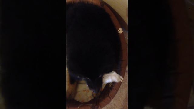 Самый милый шпиц