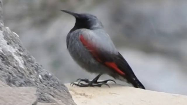 Wallcreeper Male Ordesa Y Monte Perdido National Park