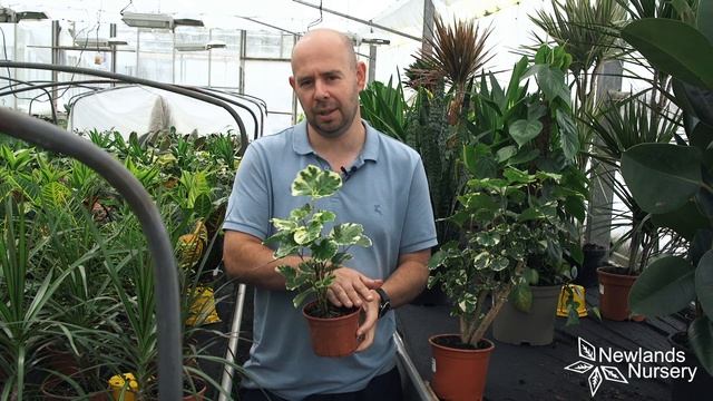 Check out Polyscias Balfouriana - Newlands Nursery смотреть онлайн