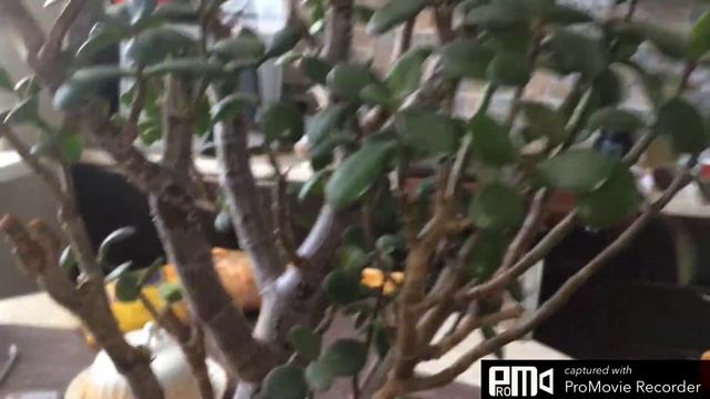 Стрижка толстянки(денежного дерева). смотреть онлайн