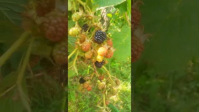 первая ежевика и грязные ногти)))🙈🙈🙈 смотреть онлайн