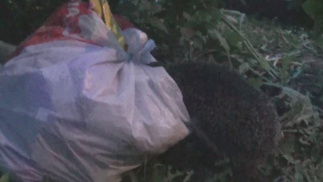 Жил был еж и ел рыбу. Как дачный ежик украл рыбу из пакета, воришка продуктов смотреть онлайн