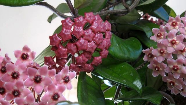 Цветение хойя карноза (лат. Hoya carnosa) смотреть онлайн