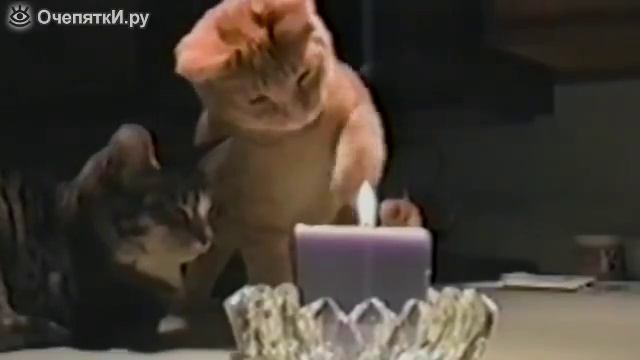 Кот разобрался с огнем свечи смотреть онлайн