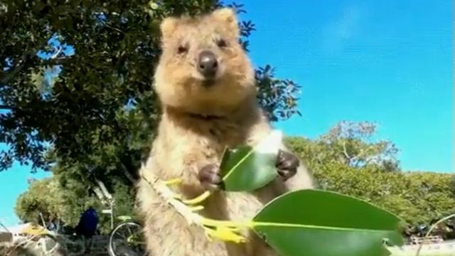 Квокка ест листик смотреть онлайн