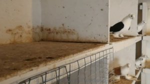Бокатые Голуби Оренбурга / New pigeon Collection in Orenburg