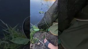 Толстолоб в мае 2022.