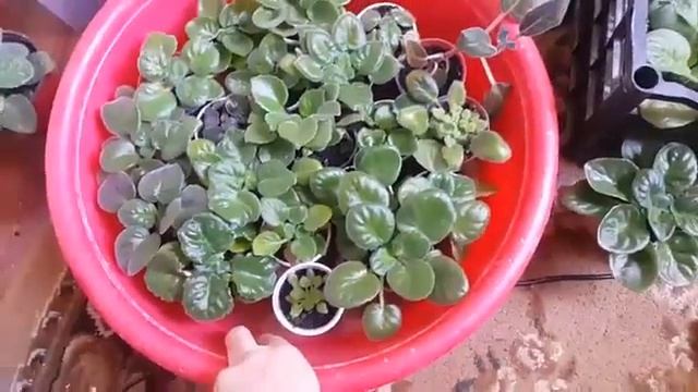 Выращивание фиалок Выращивание сенполий семенным способом часть 46 смотреть онлайн