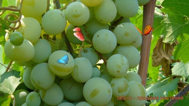 Виноград плодовый Талисман (vitis talisman) ? Талисман обзор: как сажать, рассада винограда Талисма смотреть онлайн