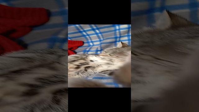 мне кажется или