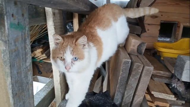 Где зимует дачный кот. Домик для кота. смотреть онлайн