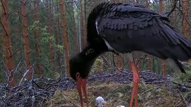 Черный аист . Птенцы едят, а третье яйцо крякает. смотреть онлайн