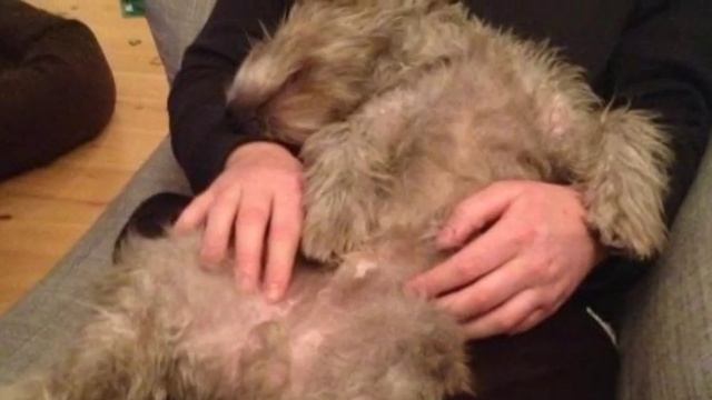 Jensen (Irish Glen Of Imaal Terrier) 1 year смотреть онлайн