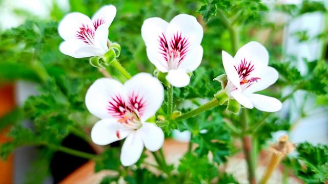 #초록멋쟁이 #여름💦  엔젤아이즈 화이트 랜디, 순집어 주면 한달 정도 지나 새순이 자라고 꽃을 보여 주며 해충이 없어 베란다에서 키우기 좋은 식물로 추천