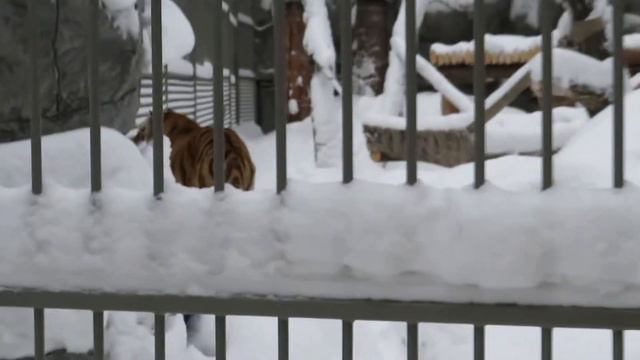 Амурский тигр Максимус в новом вольере 22.12.2019 смотреть онлайн