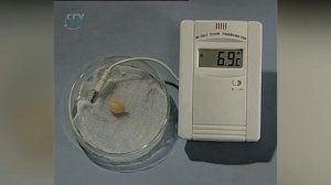 Семя  Зависимость прорастания семян от температуры Опыт