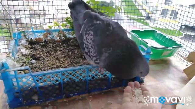 Вечно возмущённый! смотреть онлайн