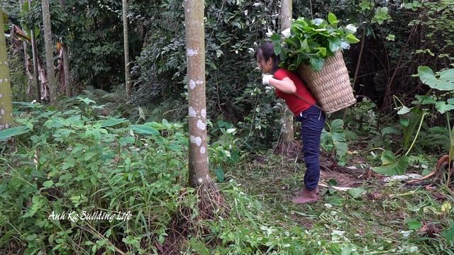Harvesting Oleaster, Banana Flower, False Gingseng, Piper Lolot Leaves Goes to market sell | Anh Ka смотреть онлайн
