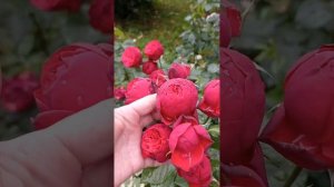 обзор пионовидной розы Рэд Пиано