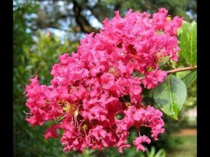 Лагерстремия Формирование красивой  и аккуратной формы дерева