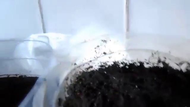 ЛУЧШИЙ сорт Огурца для выращивания дома на окне.№1 смотреть онлайн