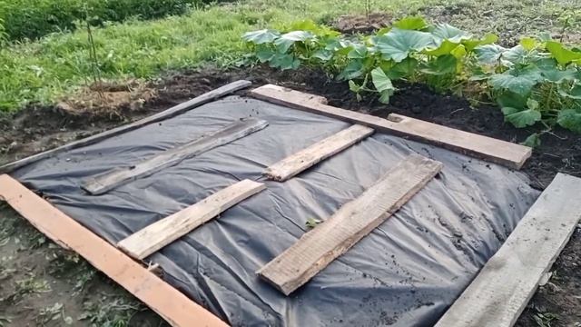 ?Ремантантную клубнику высаживаю в грунт?В теплице не все гладко?