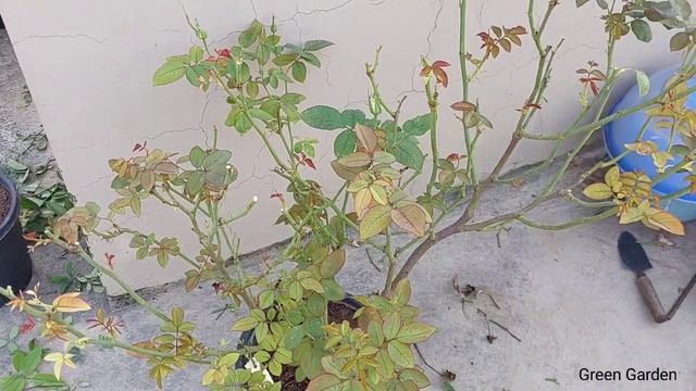 November month me एक साल से कम उम्र की rose plant की care कैसे करे ? смотреть онлайн