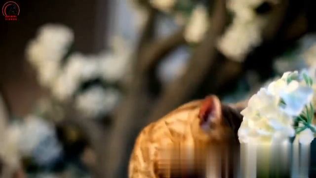 Звук кошки .Мяукает котенок. Мяукать кошка смотреть онлайн