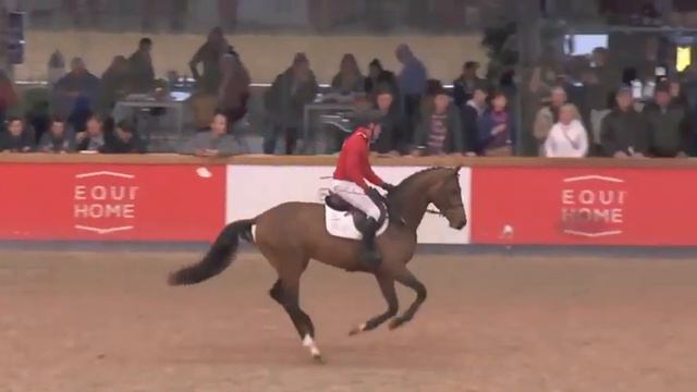 Notting hill S - Approved stallion by Cornet Obolensky смотреть онлайн